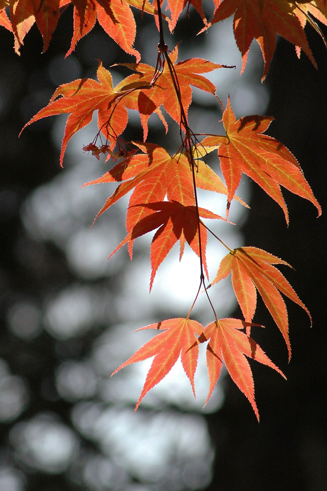 zen momiji