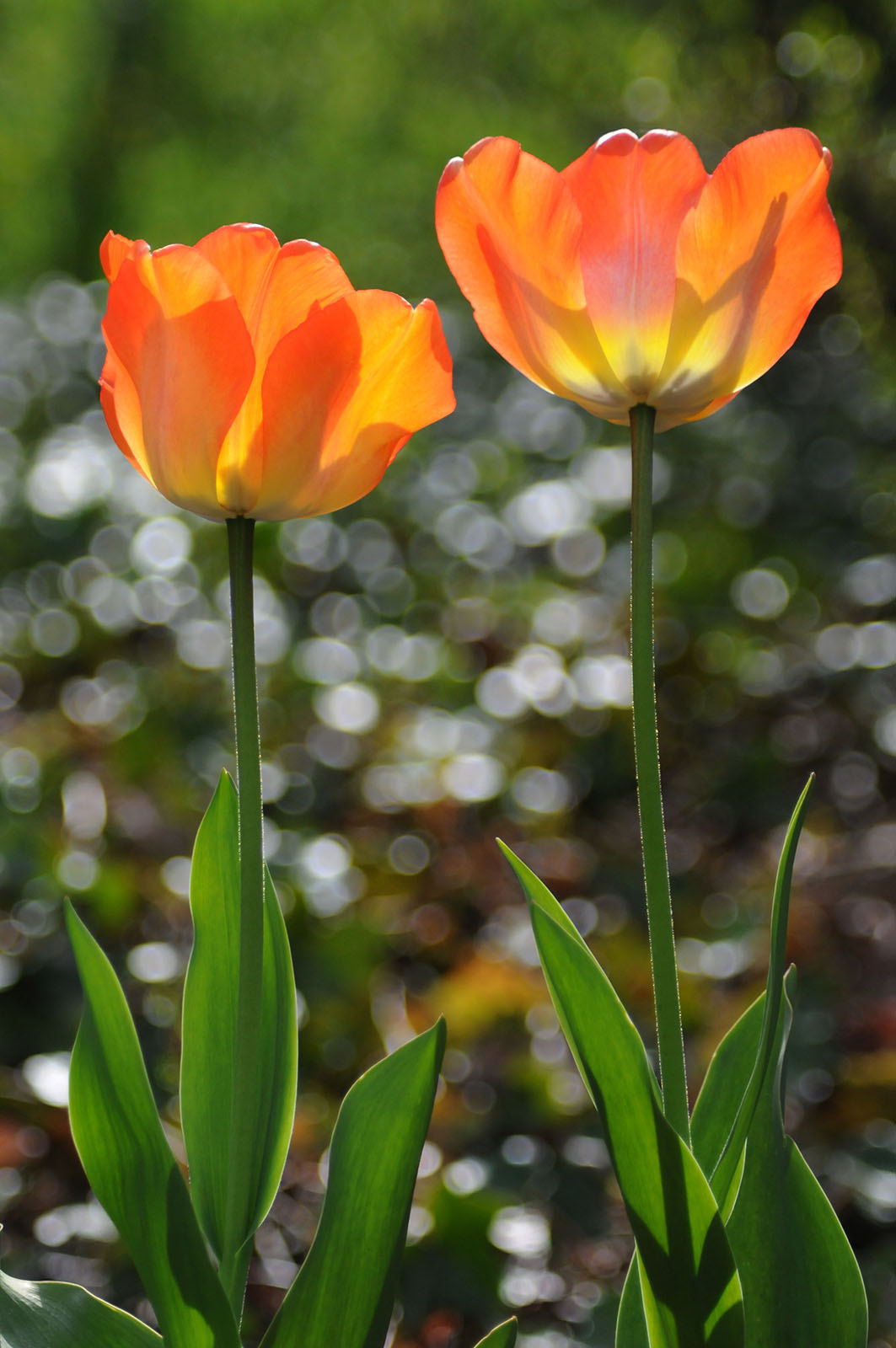 concentração flor laranja