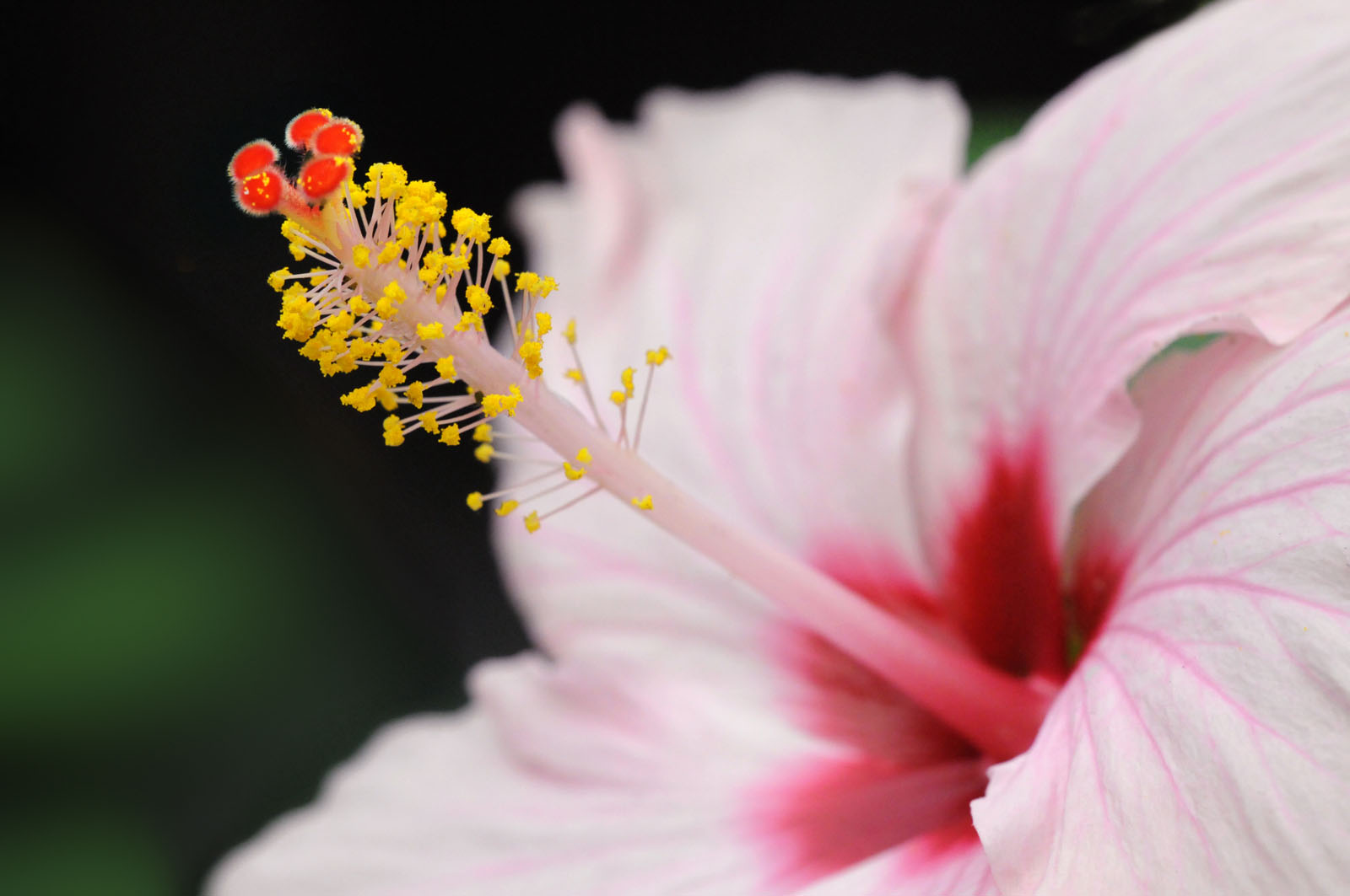 meditação terapia ansiedade flor