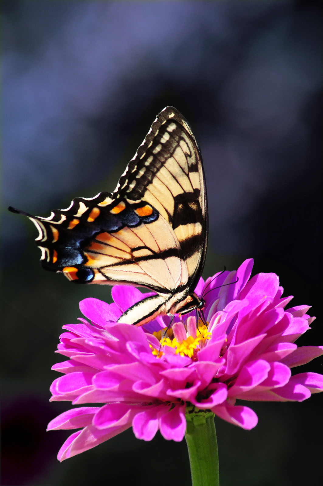 meditação ansiedade borboleta flor