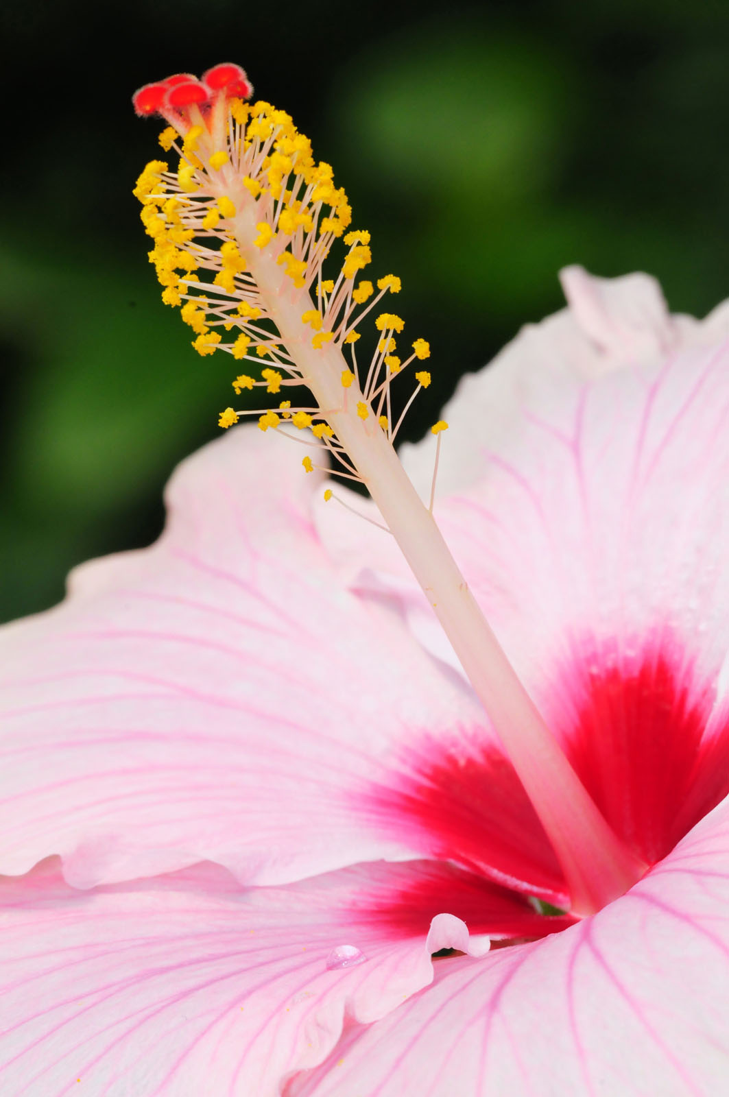 meditação guiada rosa coração